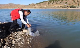 Gümüşhane’de Sadak Baraj Gölüne 120 Bin Sazan Yavrusu Bırakıldı