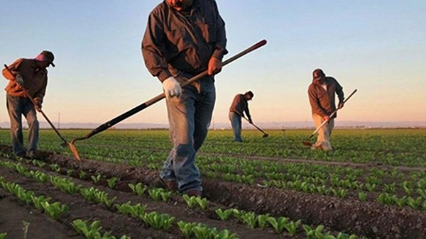 Çiftçilere destek ödemesi bugün yatırılacak